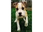 Adopt Fred a Pit Bull Terrier