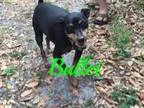 Adopt Bullet a Miniature Pinscher