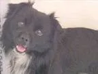 IT project excellence specialist