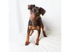 Adopt Reese s a BrownChocolate - with Tan Miniature Pinscher  Mi