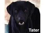 Adopt Tater a Labrador Retriever