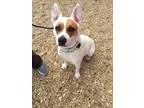 Adopt Bandit a Pit Bull Terrier