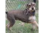 Adopt Carli - being fostered in Round Rock a Schnauzer