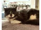 Adopt Chester a Gray or Blue (Mostly) Domestic Longhair  Mixed (