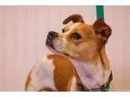 Adopt Toby a Jack Russell Terrier