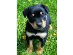 Adopt Cinder s Pups a Black - with Tan Yellow or Fawn Australian