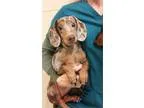 Adopt Herbie a RedGoldenOrangeCh estnut Dachshund  Mixed dog in 