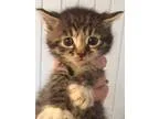 Adopt Halo a Brown Tabby Domestic Shorthair (short coat) cat in 