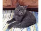 Adopt Ninja 1 a Gray or Blue Domestic Shorthair (short coat) cat