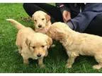 William29 Goldendoodle Puppies For Sale