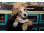 Adopt Cullen - Adoption Pending a Terrier