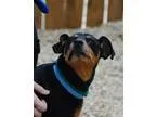 Dog Boarding Training Grooming Daycare