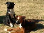 Adopt Rosie And Jilly Bonded Sisters (Have application) a Tricol