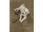 Adopt New Puppy a White - with Tan Yellow or Fawn Anatolian Shep