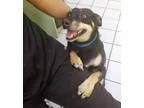 Adopt Rocco a Miniature Pinscher