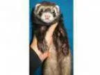 Adopt Cranberry a Ferret