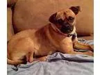 Adopt Ozzy a Pug