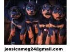 charming German Rottweiler Puppies Available Now