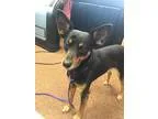 Adopt Max a Black - with Tan Yellow or Fawn Miniature Pinscher  