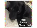Adopt Jason a Basset Hound Labrador Retriever