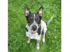 Adopt Ringo a Australian Cattle Dog (Blue Heeler) Jack Russell T