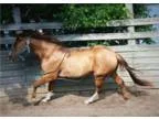 Versatile Dun Gelding