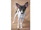 Adopt Jasmine a Basenji Jack Russell Terrier