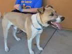 Adopt Jerome Cowan a Labrador Retriever Akita