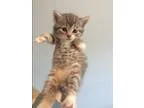 Adopt Heather a Brown Tabby Domestic Shorthair (short coat) cat 