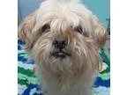 Adopt THEODORE a Shih Tzu