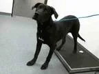 Adopt BRYCE a Labrador Retriever  Mixed dog in Tulsa OK (1526333