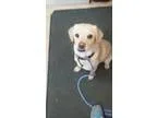 Adopt Douglas a TanYellowFawn Pug  Beagle  Mixed dog in Maryvill