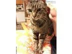 Found grey and brown tabby cat