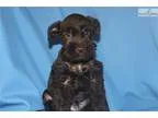 Miniature Schnauzer puppy with health guarantee