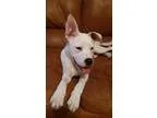 Adopt A.. Elsa a Terrier
