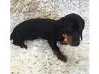 Adopt IGNACIO a Dachshund  Mixed dog in Pt. Richmond CA (1542244