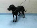 Adopt PIRATE a Black Labrador Retriever  Mixed dog in Tulsa OK (