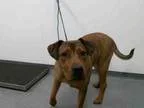 Adopt HOBBS a German Shepherd Dog  Labrador Retriever  Mixed dog