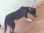 Adopt RIPLEY a Labrador Retriever  Mixed dog in Tulsa OK (152552