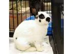 Adopt Karman a English Spot
