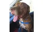 Adopt Crosby - Foster Needed a Labrador Retriever Hound