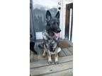 Adopt Kesha a German Shepherd Dog