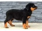 Dfs trained rottweiler puppies for sale