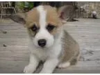 mbhbirkgor Pembroke Welsh Corgi ready to go.. 400