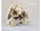 Adopt Gizmo a Mini-Lop