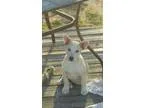 Adopt Hansel a Husky