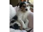 Adopt CHARLIE a Jack Russell Terrier