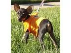 Adopt Nina a Miniature Pinscher