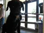 Adopt SAMSON a Labrador Retriever  German Shepherd Dog  Mixed do