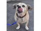 Adopt Cookie - Adoption Pending a Pug